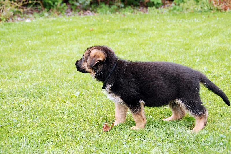 Casey (9).JPG - Kennel Haus Ulverstone.